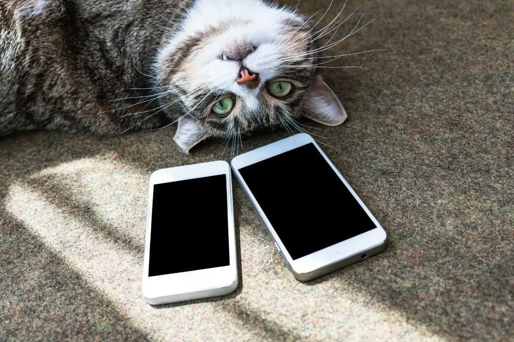 Top Smartphone Apps For Playing With Your Cat