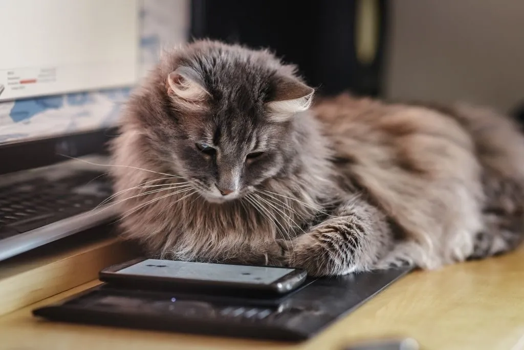 Top Smarthpone Apps For Playing With Your Cat 1